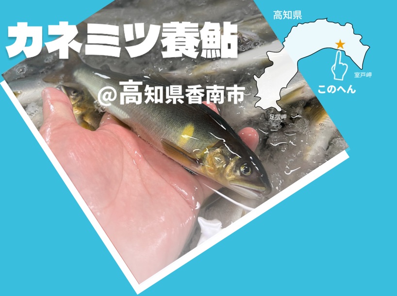 高知県産の子持ち鮎を仕入れました。限定特価。