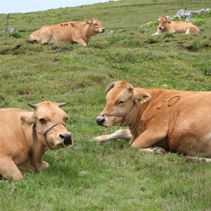 土佐あかうしの赤身肉は美味しいか 高知県嶺北の旅