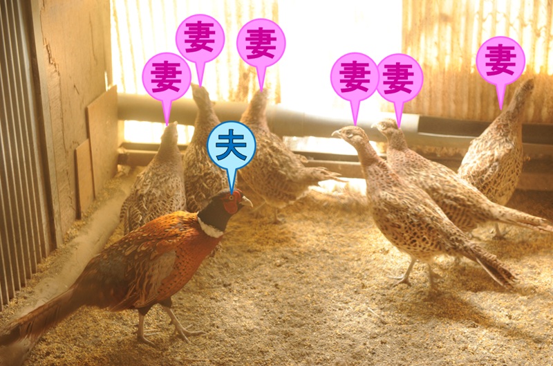 手箱きじ再訪 雉は恋の季節です