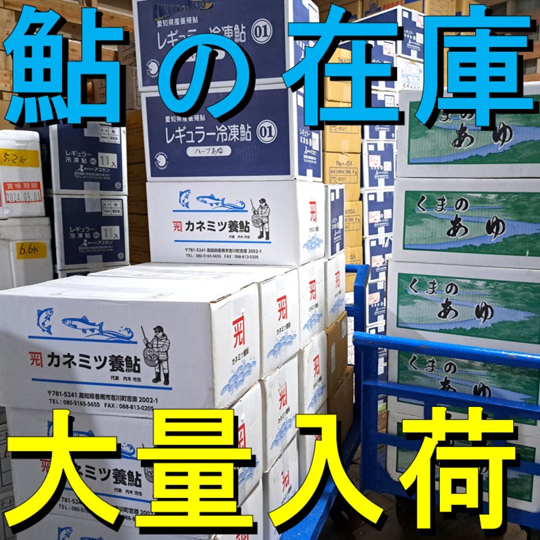 鮎の在庫 大量入荷 欲しいサイズ 即日出荷を目指す